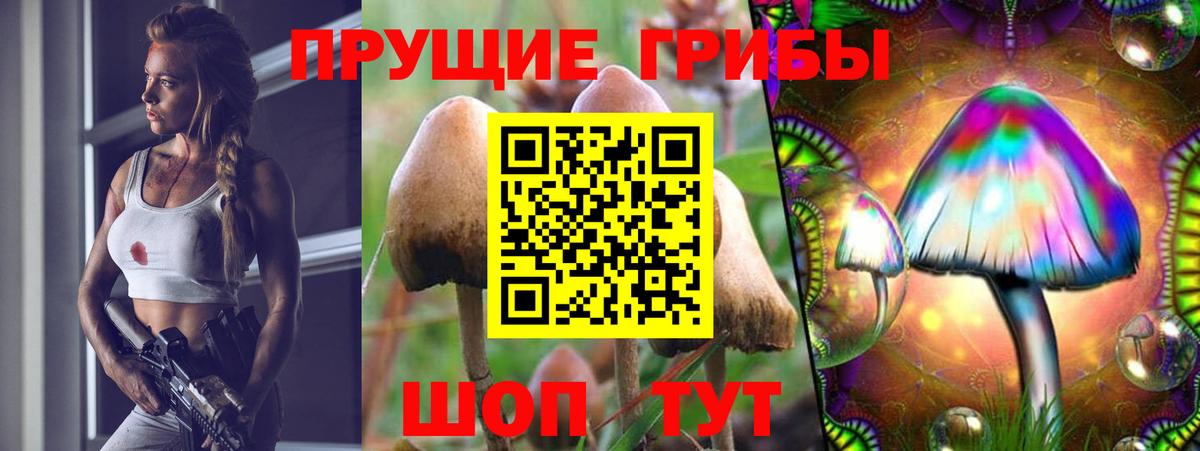 где продают   Вход с VPN  Выборг  Галлюциногенные грибы Psilocybe 